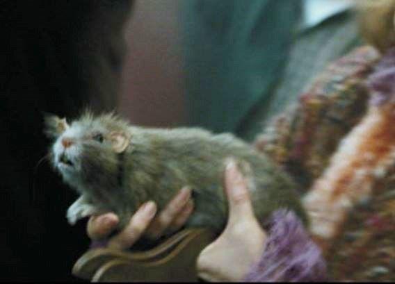 Scabbers (dok. Warner Bros. Pictures/Harry Potter and the Chamber of Secrets)