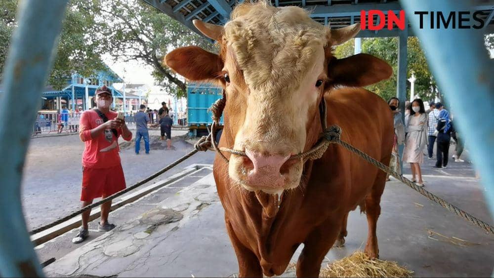 Sapi kurban milik Presiden Jokowi di Masjid Agung Solo. (IDN Times/Larasati Rey)