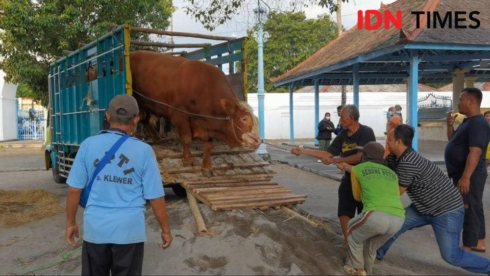 Sapi kurban milik Presiden Jokowi di Masjid Agung Solo. (IDN Times/Larasati Rey)
