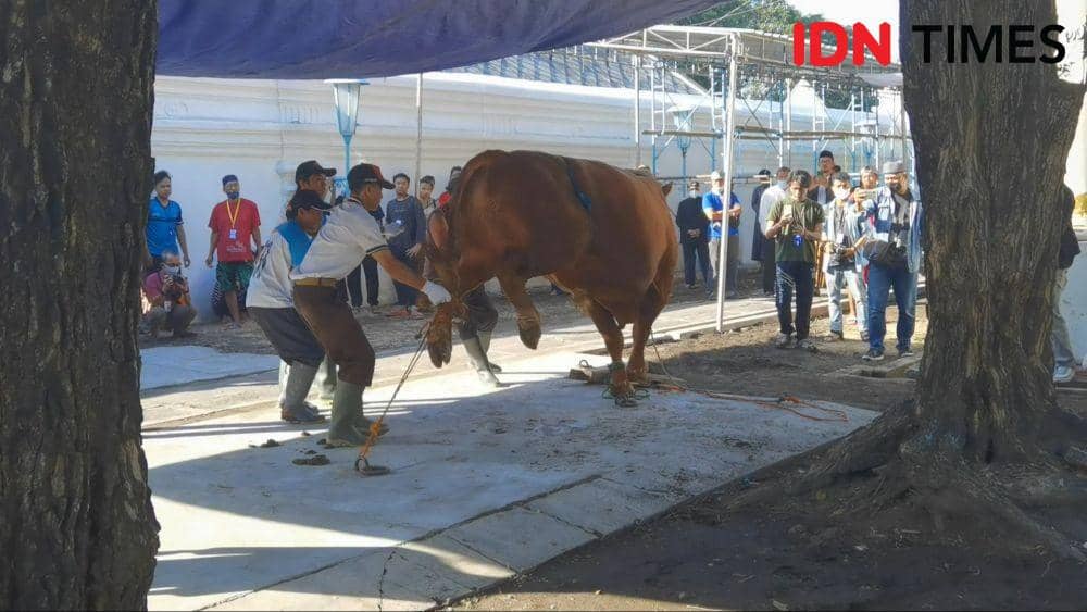 Proses penyembelihan sapi kurban milik Presiden Jokowi di Masjid Agung Solo. (IDN Times/Larasati Rey)