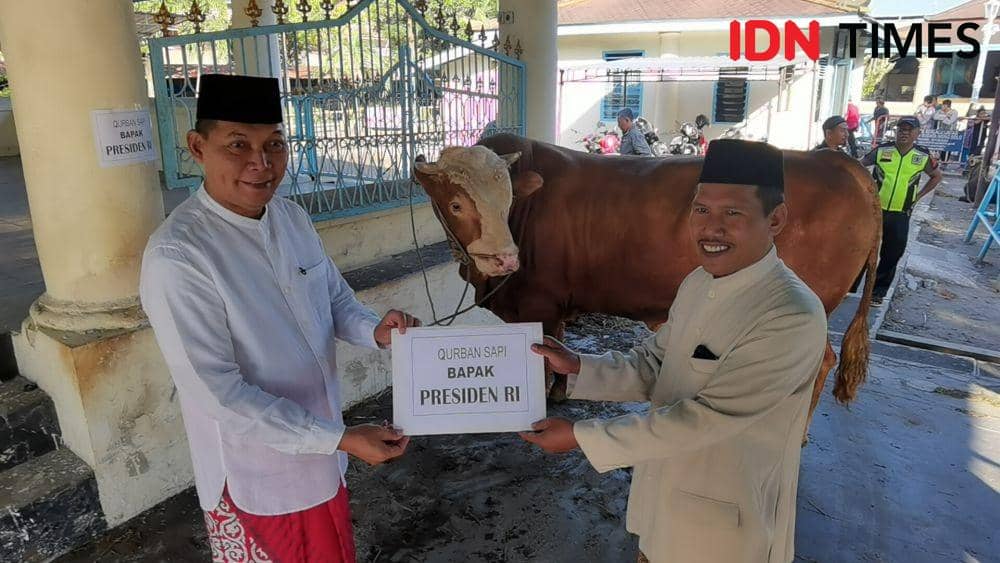 Jokowi Kurban Sapi Simental untuk Dua Masjid Cagar Budaya di Solo
