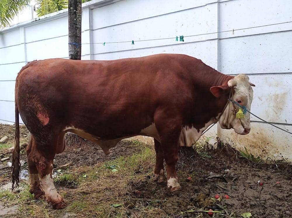 Presiden Jokowi Sumbang Sapi Simental Seberat 800 Kg ke Kaltim