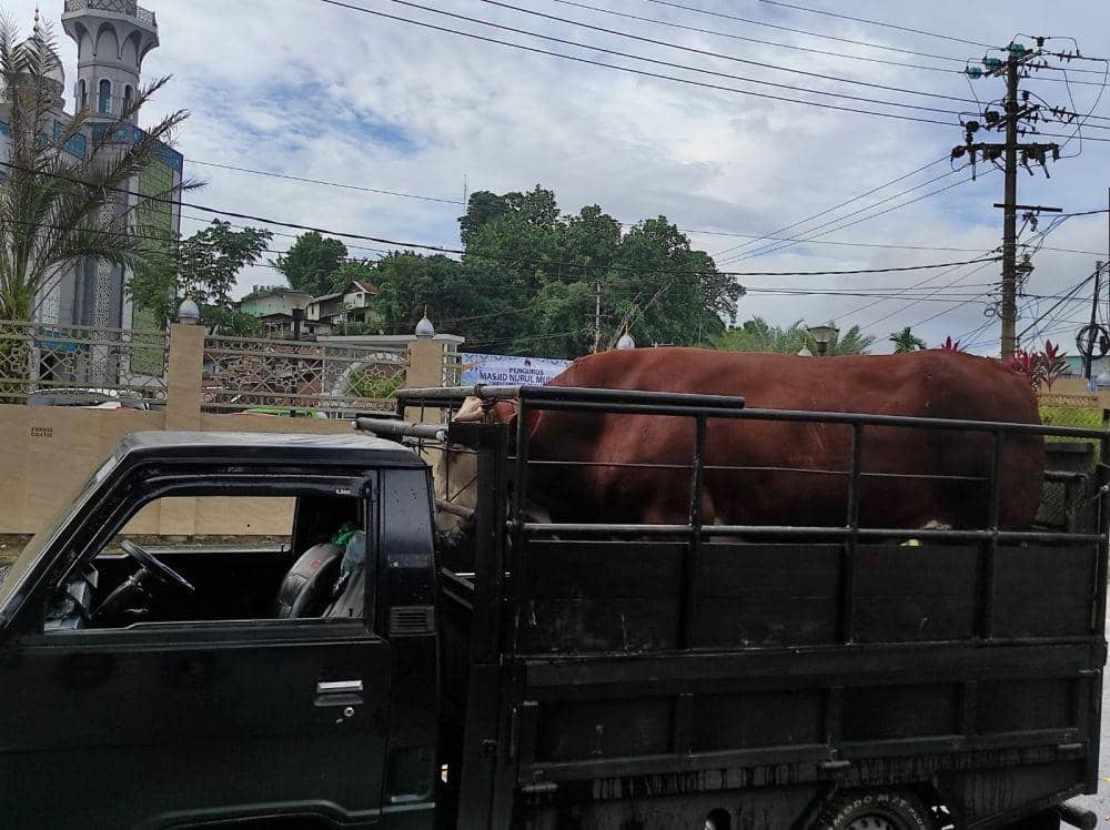 Sapi Simental yang diproduksi lokal Samarinda dari hasil inseminasi buatan (dok. Istimewa)