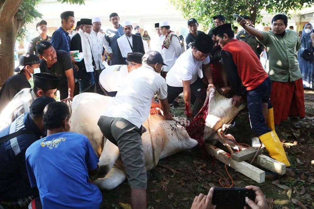 Pj Gubernur Banten Sembelih Sendiri Sapi Sultan Pemberian Jokowi