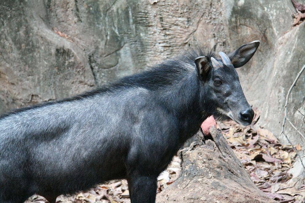 Kambing hutan sumatera yang suka berada di tebing terjal. Foto ini diambil di Dusit Zoo, Bangkok, Thailand.Foto: Wikimedia Commons/Melanochromis/free to share