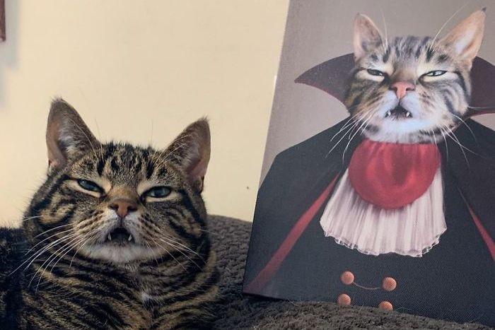 Kawai! 10 Potret Kucing saat Pamer Giginya