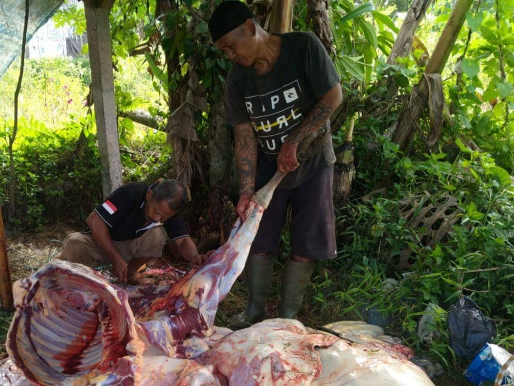 Ditemukan Sapi Suspek PMK di Klungkung, Langsung Dimusnahkan
