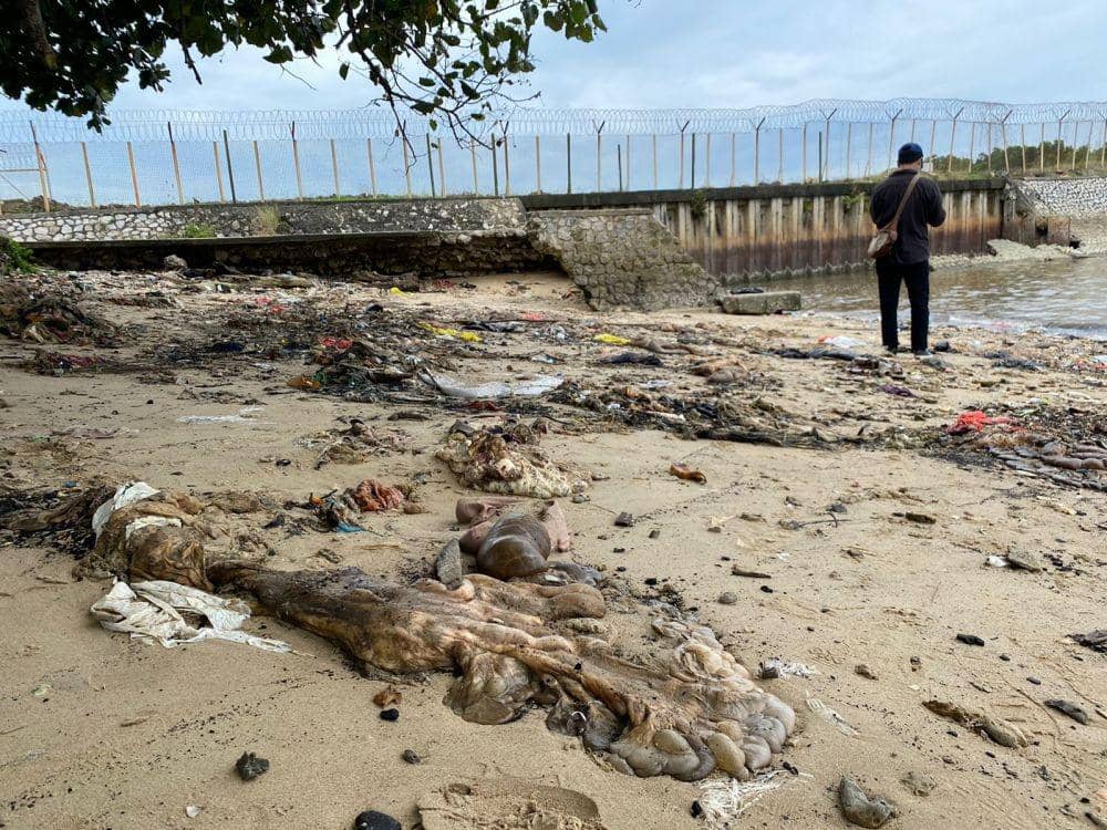 Jeroan Bekas Hewan Kurban Berceceran di Tepi Pantai Balikpapan