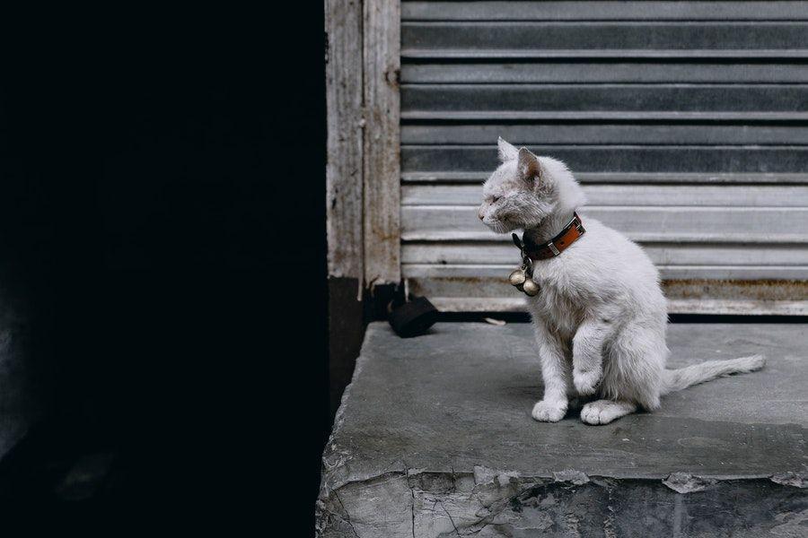 4 Perbedaan Scabies dan Jamur pada Kucing, Jangan Keliru!