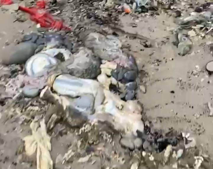 Jeroan hewan kurban yang bercecer di pantai (dok. Istimewa)