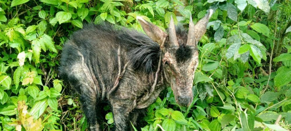 Akan Dievakuasi, Kambing Hutan yang Masuk ke Pemukiman Perteguhen Mati