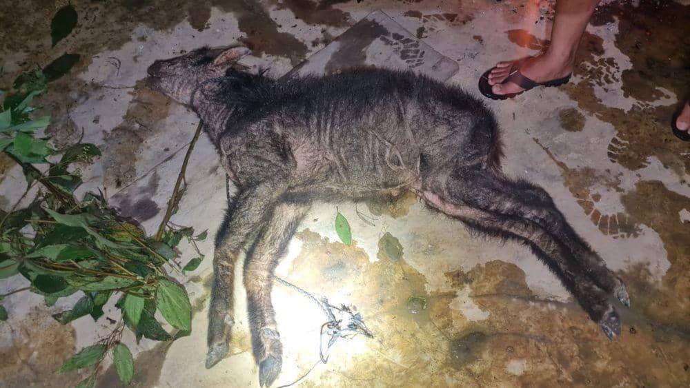 Kambing hutan yang ditemukan masyarakat Dusun Perteguhen, Desa Telagah, Kecamatan Sei Bingei, Kabupaten Langkat mati saat  hendak dievakuasi. (Dok: BBTNGL)