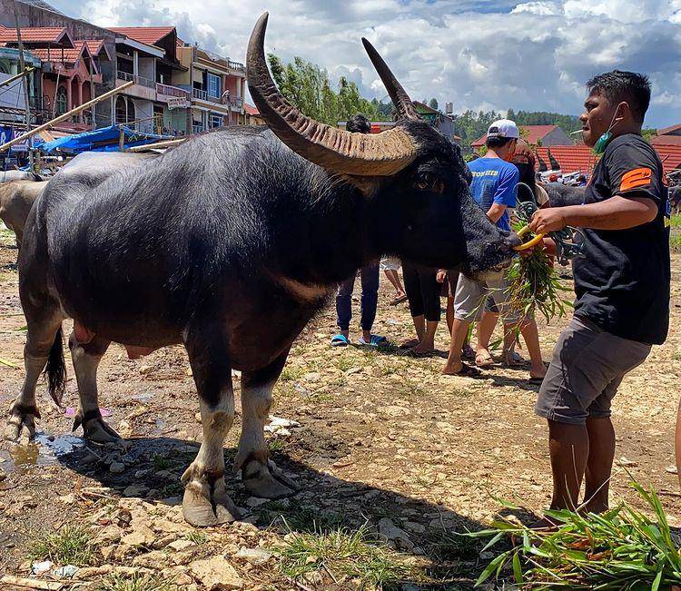 potret Pasar Bolu, Toraja (instagram.com/one_belajarcintaalam)