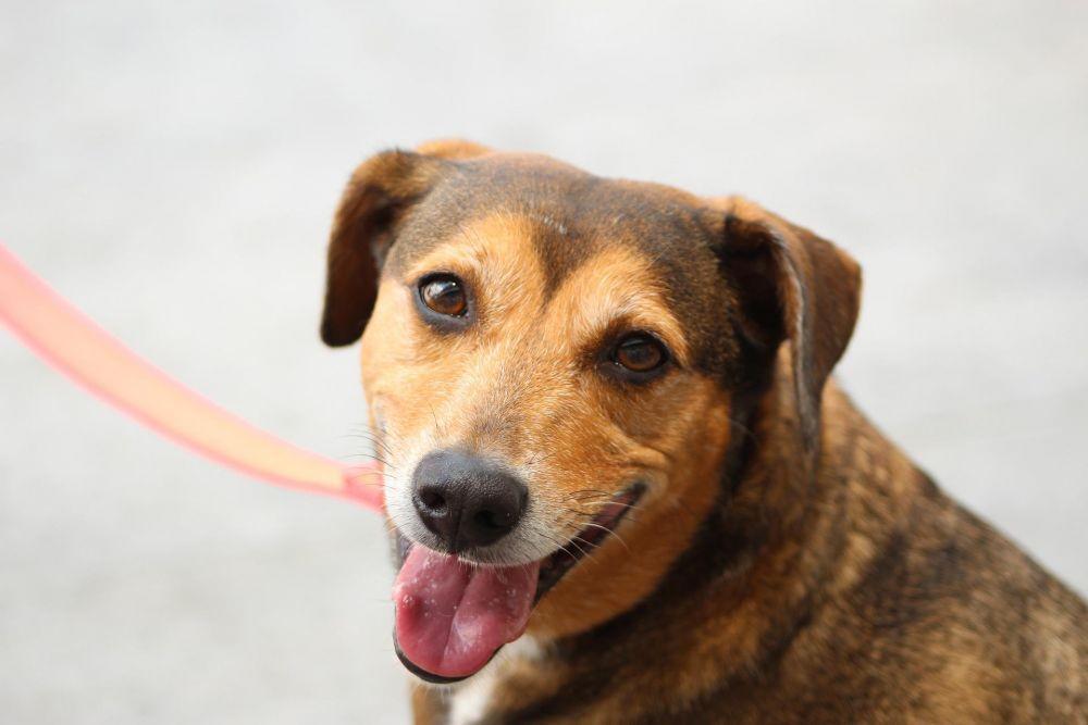 7 Fakta Menarik seputar Air Liur Anjing, Simak yuk!