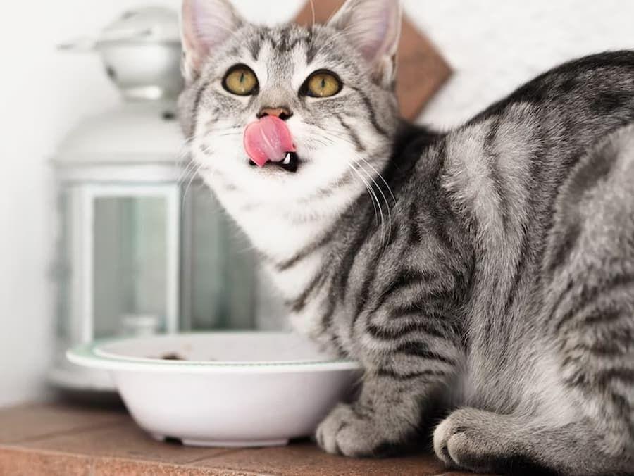 Apakah Kucing Boleh Makan Daging? Ini Penjelasan dan Aturannya