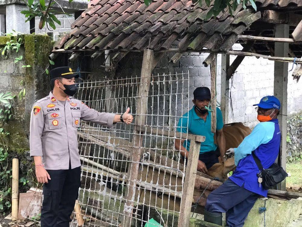 Vaksinasi PMK di wilayah Denpasar Utara. (Dok.IDN Times/Polsek Denpasar Utara)