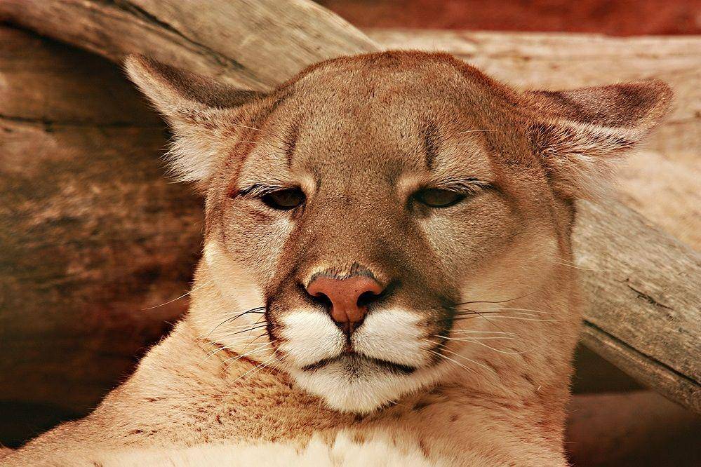 ilustrasi singa gunung (pixabay.com/justicesug-17709264)