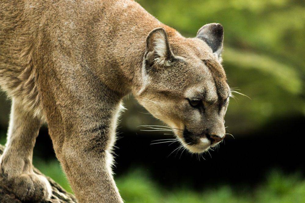 ilustrasi singa gunung (commons.wikimedia.org/Carlos)