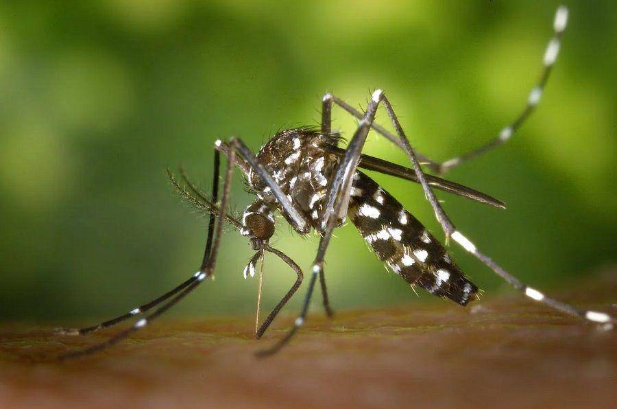 Ilustrasi nyamuk Aedes aegypti penyebab demam berdarah (pexels.com/Pixabay)