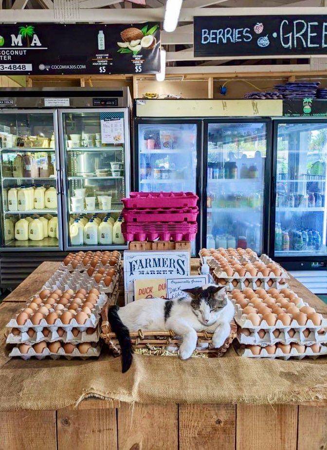 potret kucing tidur di supermarket (twitter.com/Bodegacats_)