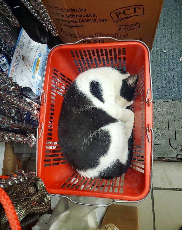 potret kucing tidur di supermarket (twitter.com/Bodegacats_)