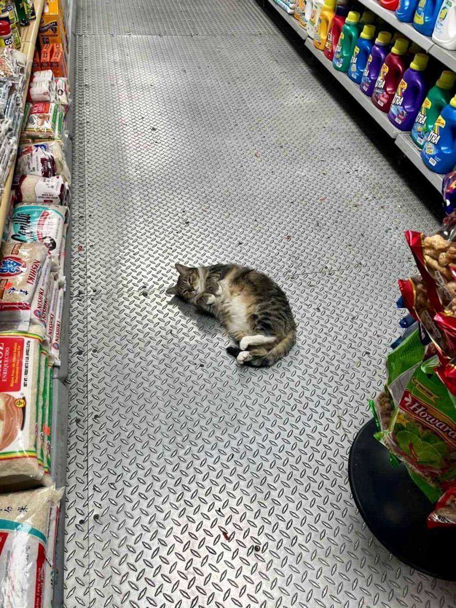 potret kucing tidur di supermarket (twitter.com/Bodegacats_)