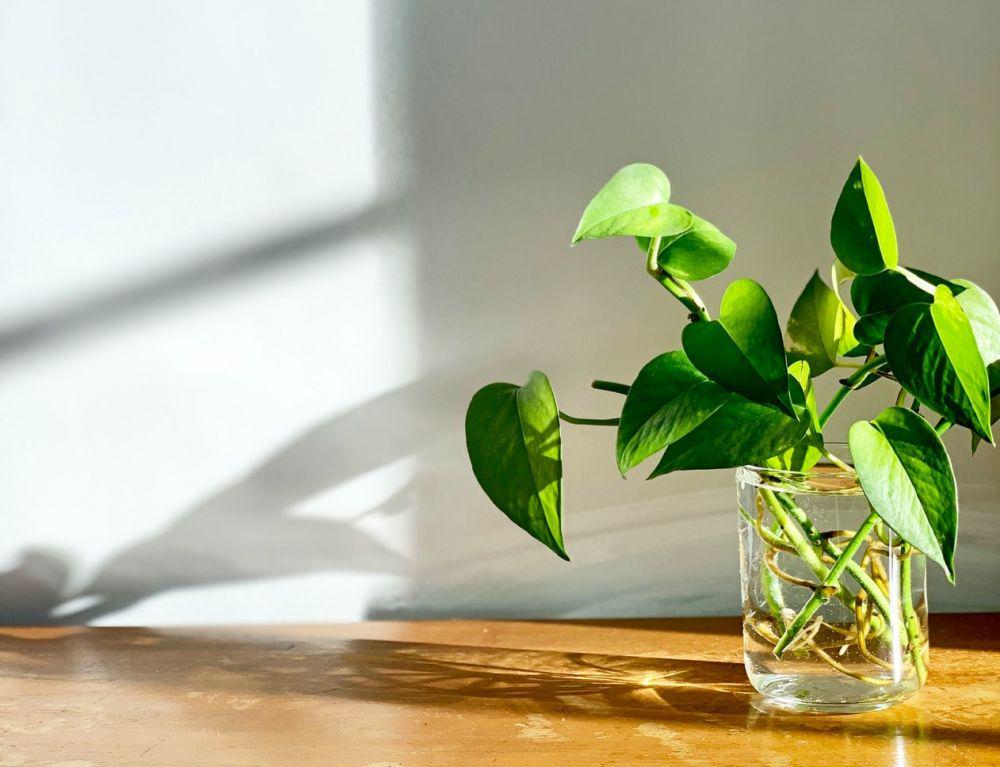 ilustrasi pothos (pexels.com/@plantsandgraphics)