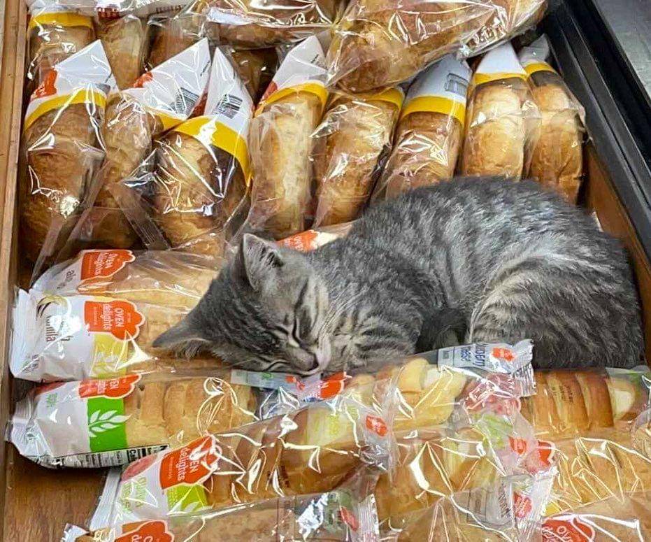 potret kucing tidur di supermarket (twitter.com/Bodegacats_)