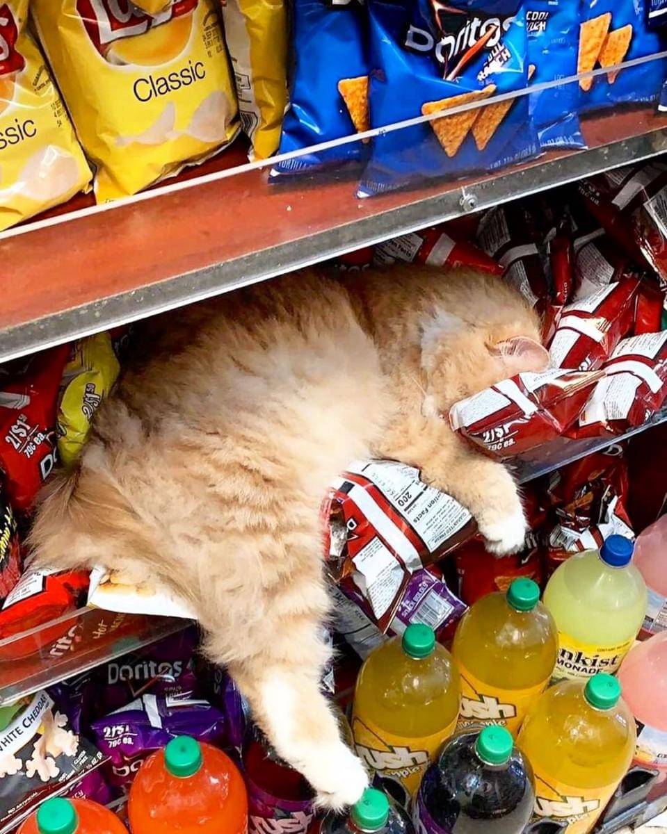 potret kucing tidur di supermarket (twitter.com/Bodegacats_)