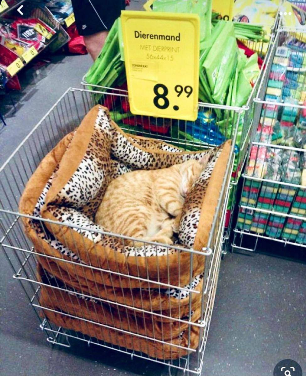 potret kucing tidur di supermarket (twitter.com/Bodegacats_)