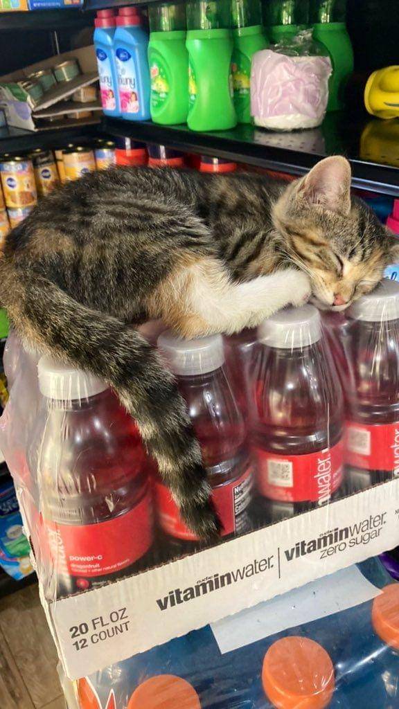 potret kucing tidur di supermarket (twitter.com/Bodegacats_)