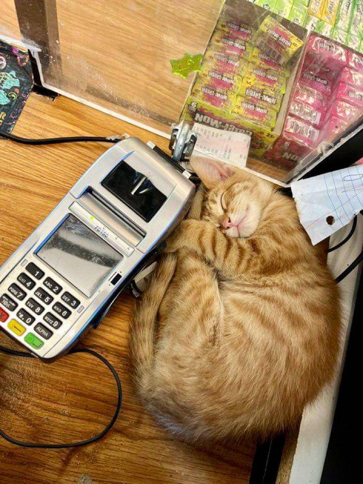 potret kucing tidur di supermarket (twitter.com/Bodegacats_)