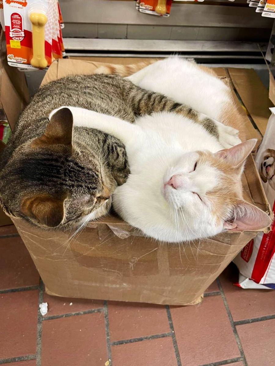 potret kucing tidur di supermarket (twitter.com/Bodegacats_)