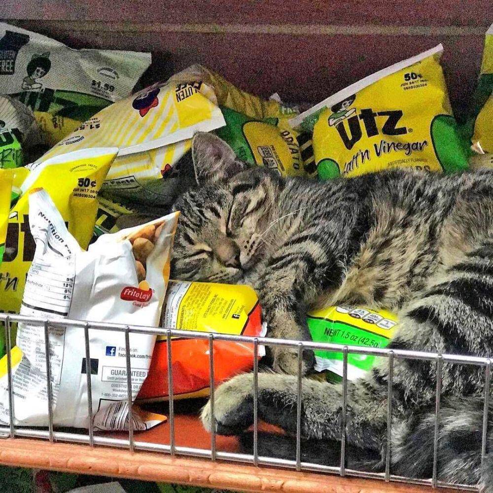 potret kucing tidur di supermarket (twitter.com/Bodegacats_)