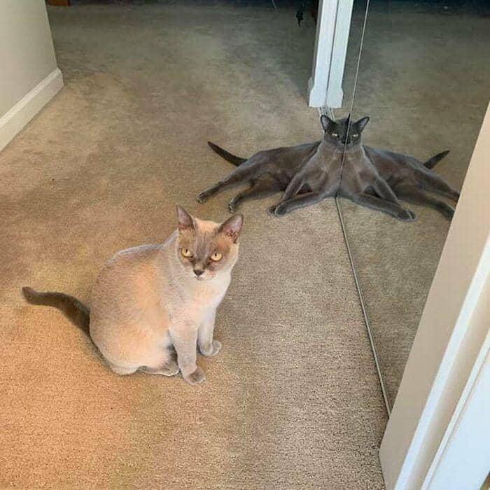 sulit dicerna logika (instagram.com/meta_visions)