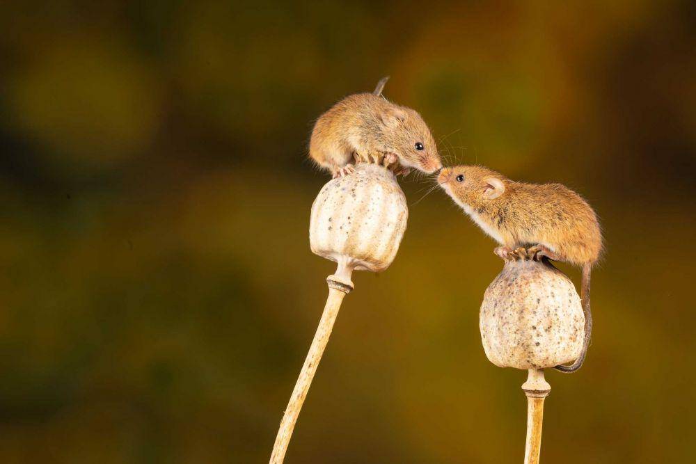 ilustrasi anak tikus (unsplash.com/@jannerboy62)