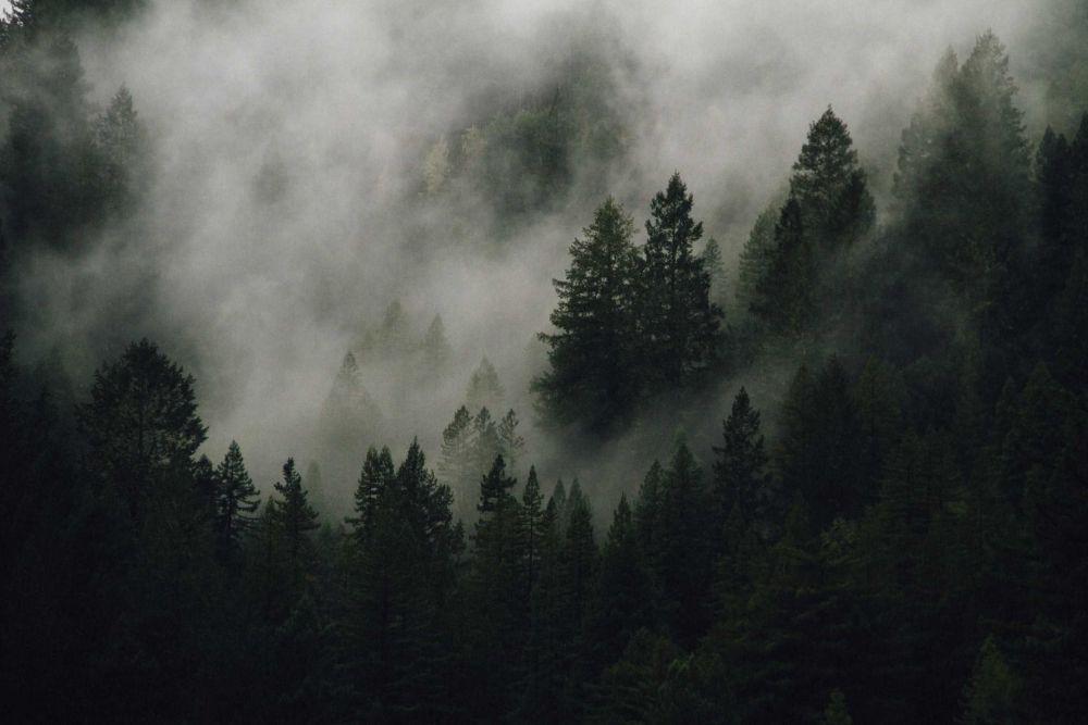 ilustrasi kebakaran hutan pinus (unsplash.com/@kylejglenn)