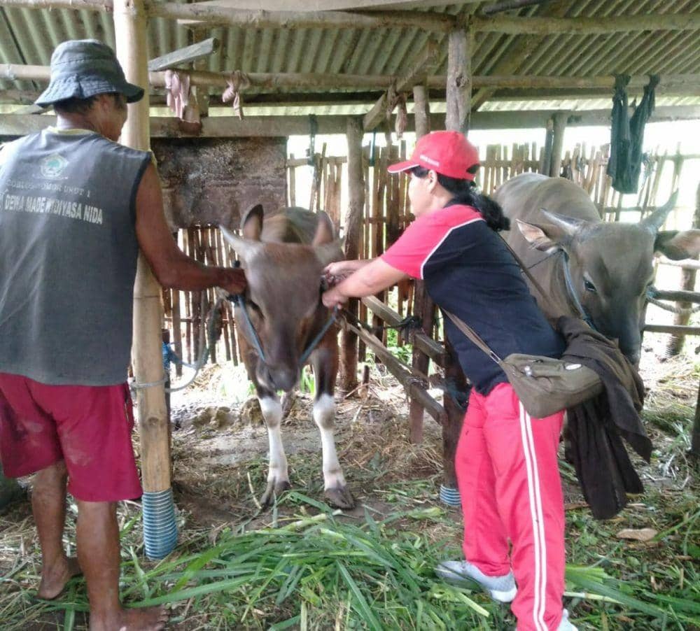 Pemprov Sulsel Latih Vaksinator Penyakit Mulut dan Kuku pada Ternak