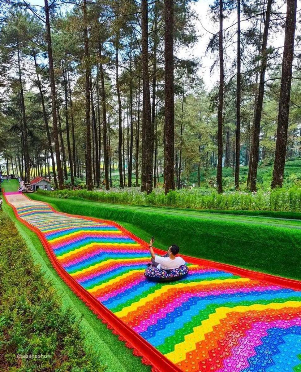 Potret keindahan Hutan Pinus Limpakuwus (instagram.com/hutanpinuslimpakuwuss)