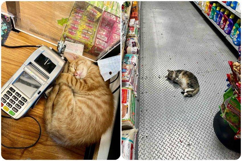 kolase potret kucing tidur di supermarket (twitter.com/Bodegacats_)