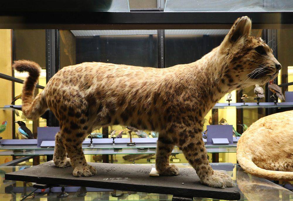 ilustrasi taksidermi pumapard (commons.wikimedia.org/Geni)