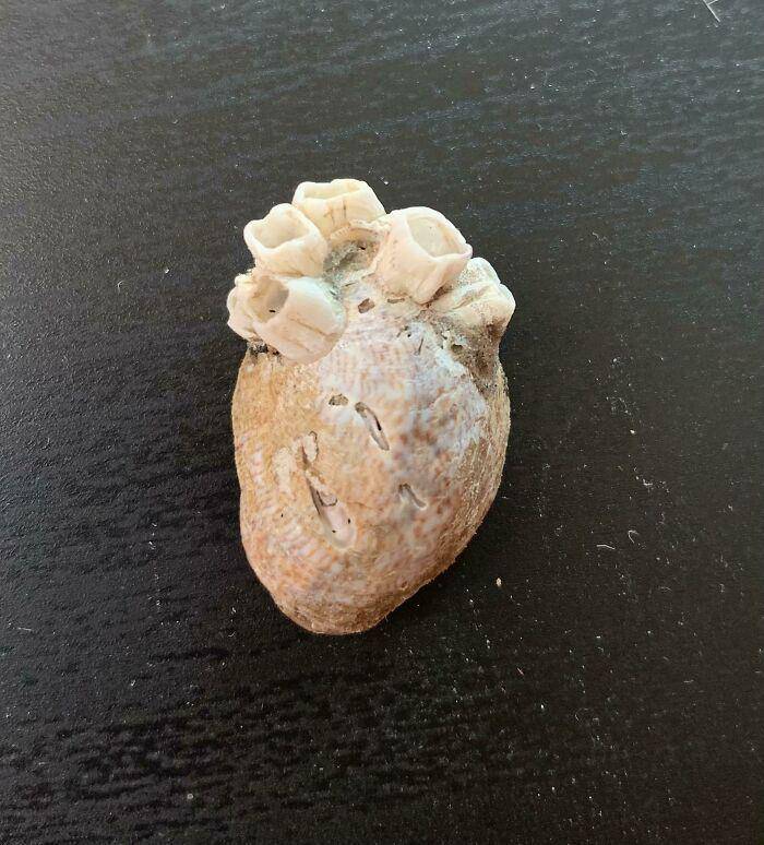 Hal aneh dan menarik di pantai. (reddit.com/Cascading-hearts98)
