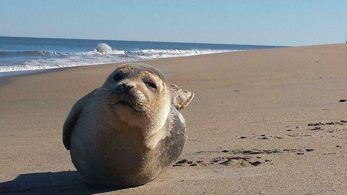 Hal aneh dan menarik di pantai. (reddit.com/RuXpin69)