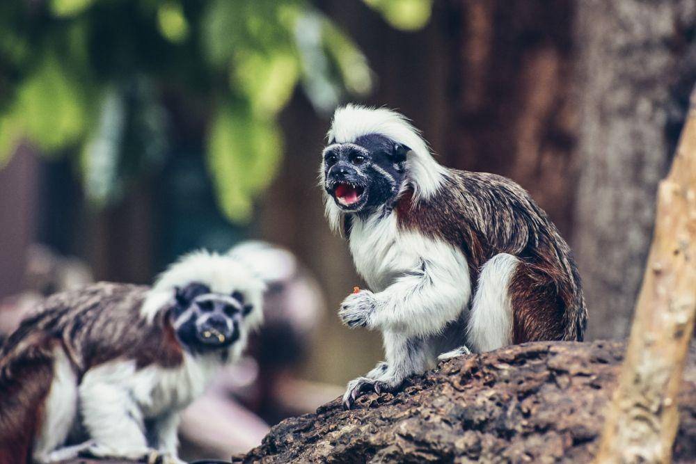 ilustrasi tamarin berkepala kapas (unsplash.com/Amanda Swanepoel)