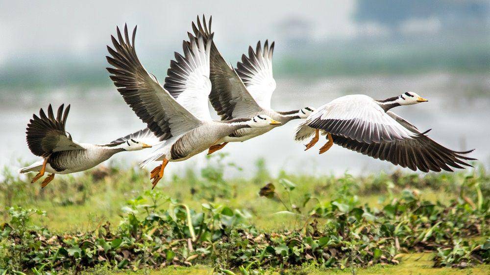 ilustrasi bar-headed goose terbang (commons.wikimedia.org/NejibAhmed)