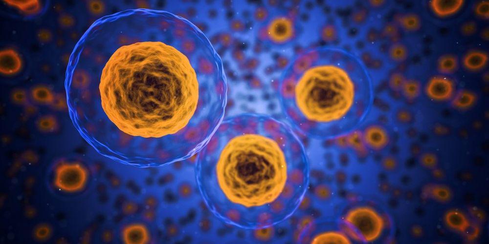 Belajar Sains: Apa Perbedaan Pembelahan Mitosis dan Meiosis?