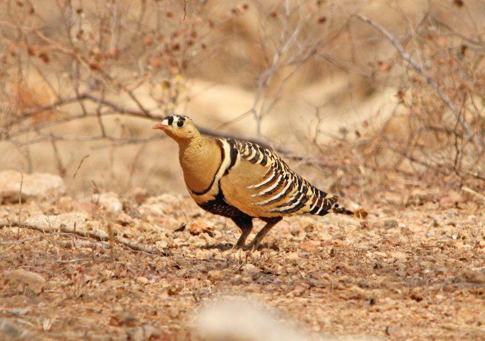 ilustrasi burung sandgrouse (unsplash.com/Dhaval Vargiya)