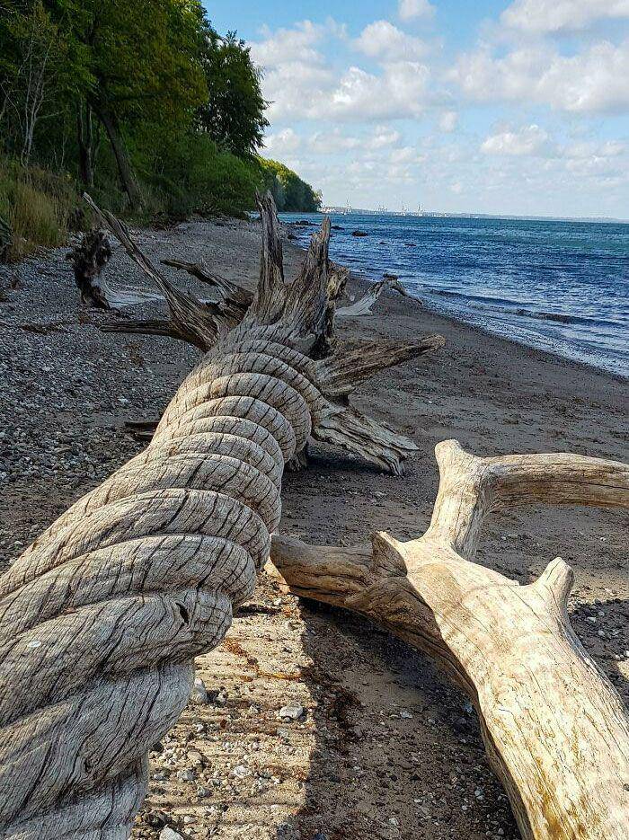 Hal aneh dan menarik di pantai. (reddit.com/roccobaroco)
