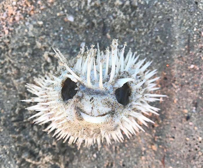 Hal aneh dan menarik di pantai. (reddit.com/Wolfbater)