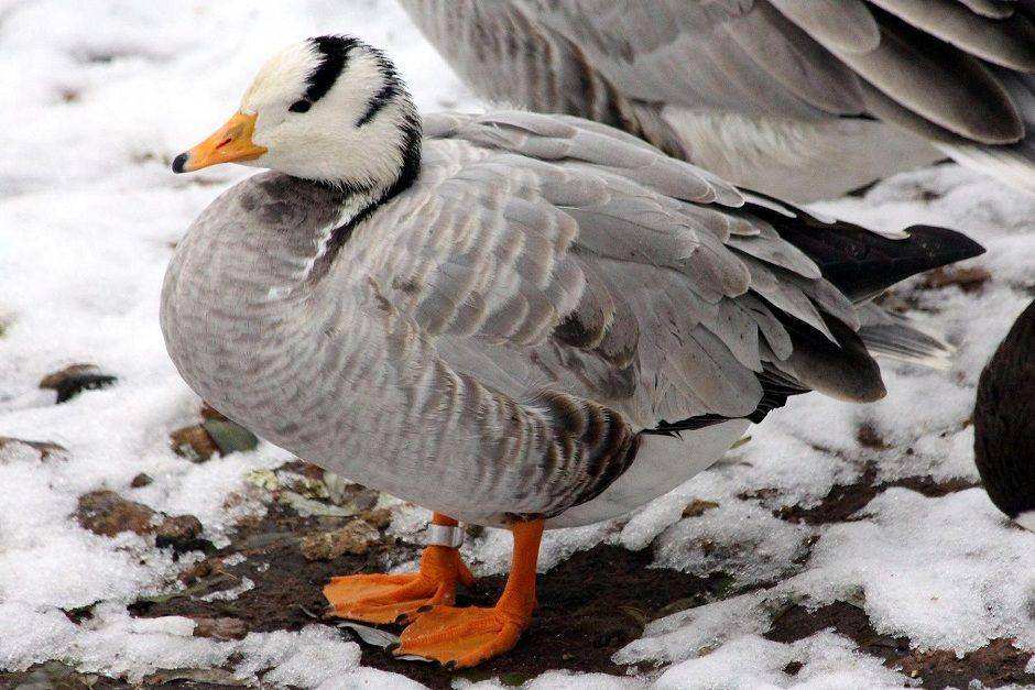 ilustrasi bar-headed goose (pixabay.com'zoosnow-3355789)